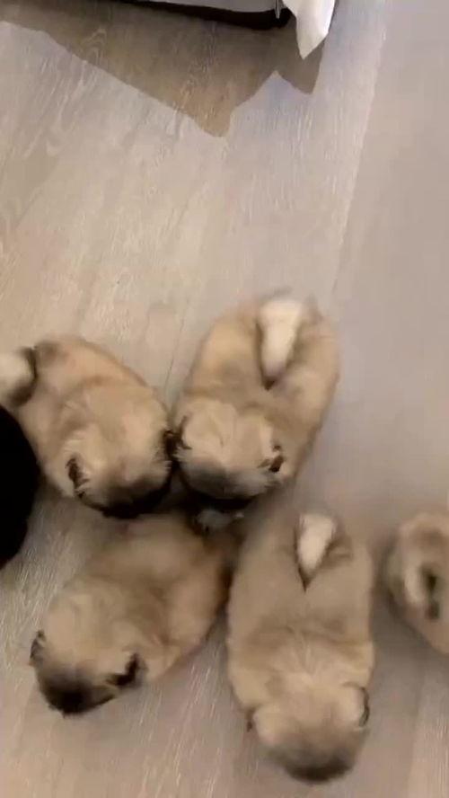 可爱的小崽子们,可爱小崽子的欢乐时光