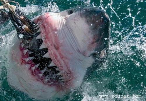 大白鲨：超越恐惧的牢笼,揭秘超越恐惧的深海囚笼